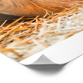 ベビーヤギ ポスター (角)