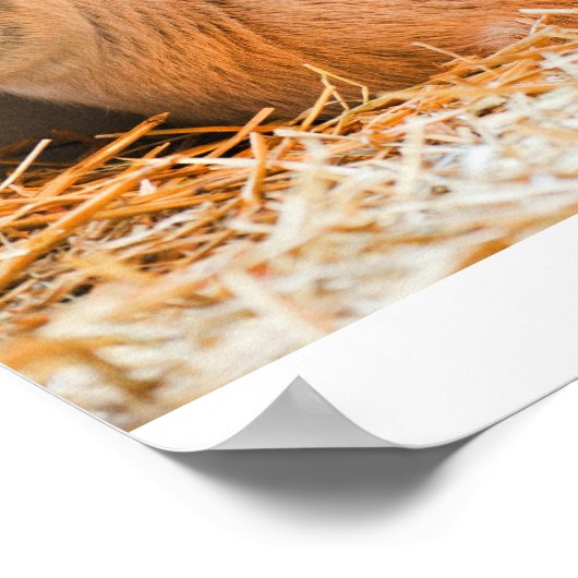 ベビーヤギ ポスター (角)