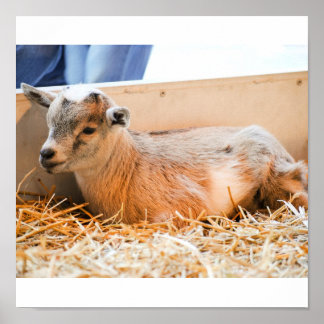 ベビーヤギ ポスター