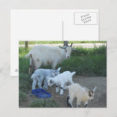 ベビーヤギ ポストカード (正面/裏面)