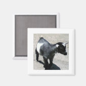 ベビーヤギ マグネット (正面/裏面)