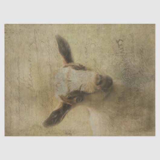 ベビーヤギ 薄葉紙 (正面)