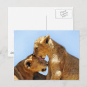 ベビーライオンズラブ ポストカード (正面/裏面)