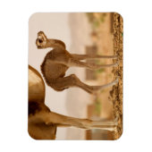 ベビーラクダ マグネット (縦)