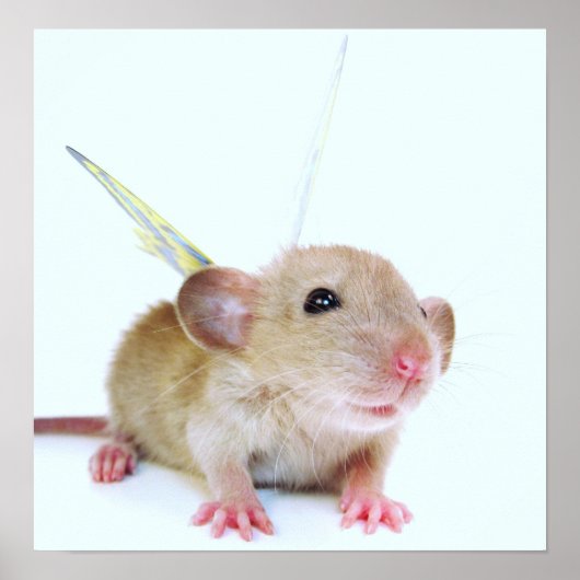 ベビーラットバタフライ ポスター (正面)