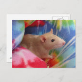 ベビーラット ポストカード (正面/裏面)