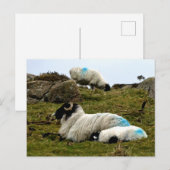 ベビーラムスリーピングウィストマンズウッド ポストカード (正面/裏面)