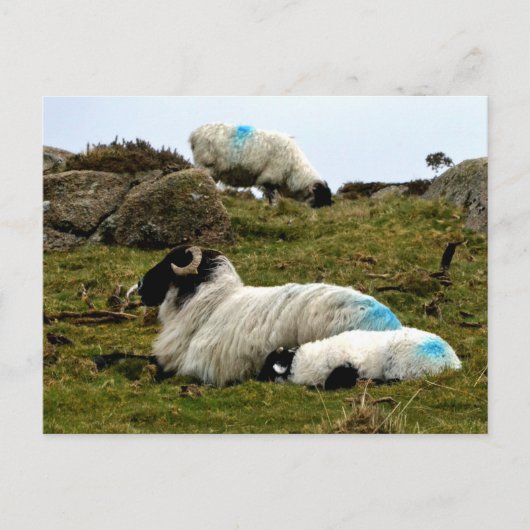 ベビーラムスリーピングウィストマンズウッド ポストカード (正面)