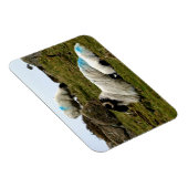 ベビーラムスリーピングウィストマンズウッド マグネット (右側)