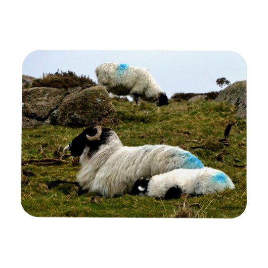 ベビーラムスリーピングウィストマンズウッド マグネット (横)