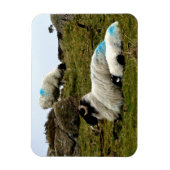 ベビーラムスリーピングウィストマンズウッド マグネット (縦)