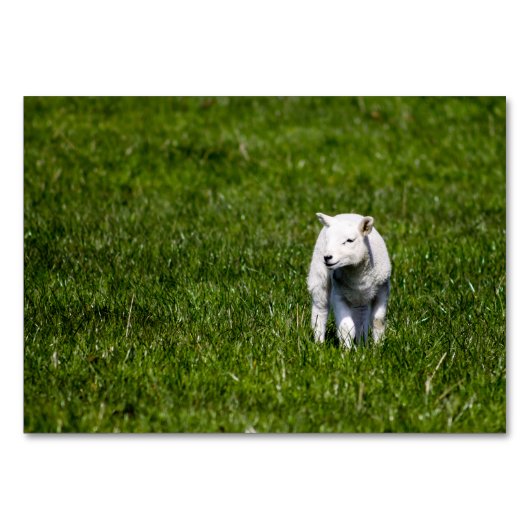 ベビーラム テーブルナンバー (正面)