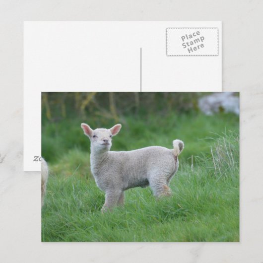 ベビーラム ポストカード (正面/裏面)