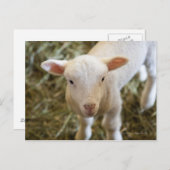 ベビーラム ポストカード (正面/裏面)