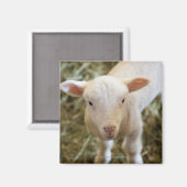 ベビーラム マグネット (正面/裏面)