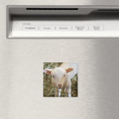 ベビーラム マグネット (インサイチュ (食洗機))