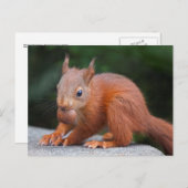 ベビーリスとナット葉書 ポストカード (正面/裏面)