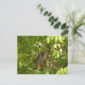 ベビーリスザル ポストカード (スタンド正面)