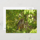 ベビーリスザル ポストカード (正面/裏面)