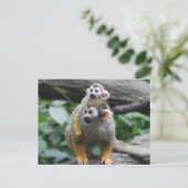 ベビーリス猿はがき ポストカード (スタンド正面)