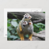 ベビーリス猿はがき ポストカード (正面/裏面)