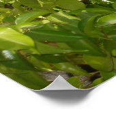 ベビーリス ポスター (角)