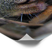 ベビーリス ポスター (角)