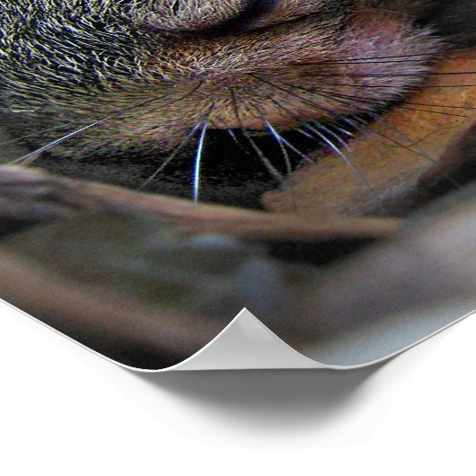 ベビーリス ポスター (角)