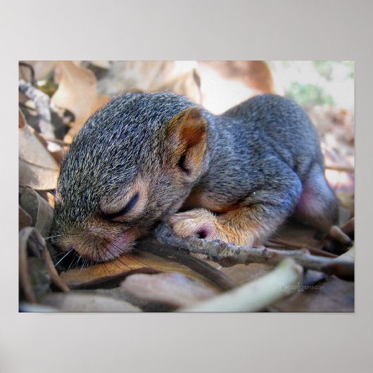 ベビーリス ポスター (正面)