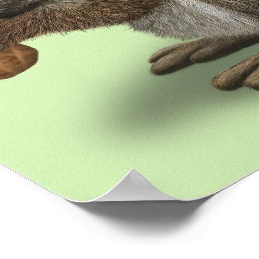 ベビーリス ポスター (角)