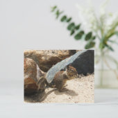 ベビーリス ポストカード (スタンド正面)