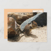 ベビーリス ポストカード (正面/裏面)