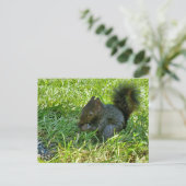 ベビーリス ポストカード (スタンド正面)