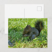 ベビーリス ポストカード (正面/裏面)