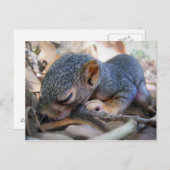 ベビーリス ポストカード (正面/裏面)