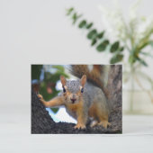 ベビーリス ポストカード (スタンド正面)