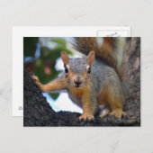 ベビーリス ポストカード (正面/裏面)