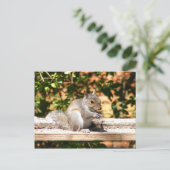 ベビーリス ポストカード (スタンド正面)