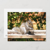 ベビーリス ポストカード (正面/裏面)