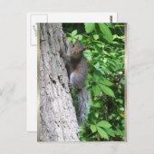 「ベビーリス」ポストカード ポストカード (正面/裏面)