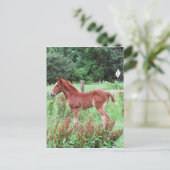 ベビーリンクス ポストカード (スタンド正面)