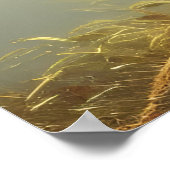 ベビーレッドキツネ野生生物ポートレート ポスター (角)