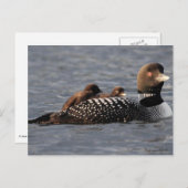 ベビーログオンのポストカード ポストカード (正面/裏面)