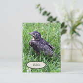 ベビーロビンが巣鳥写真から出る ポストカード (スタンド正面)