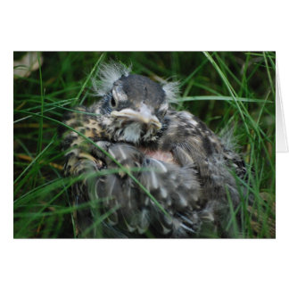 ベビーロビンは最初にはねます