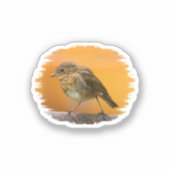 ベビーロビンオンザツリーブランチ シール (正面)