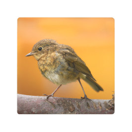 ベビーロビンオンザツリーブランチ メタルプリント