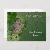 ベビーロビンニチドリ自然 ポストカード (正面/裏面)