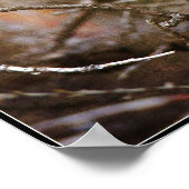 ベビーロビン ポスター (角)