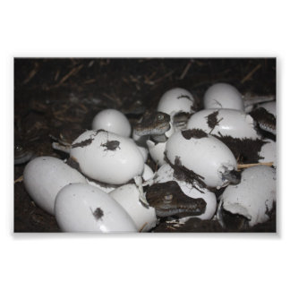 ベビーワニ フォトプリント           